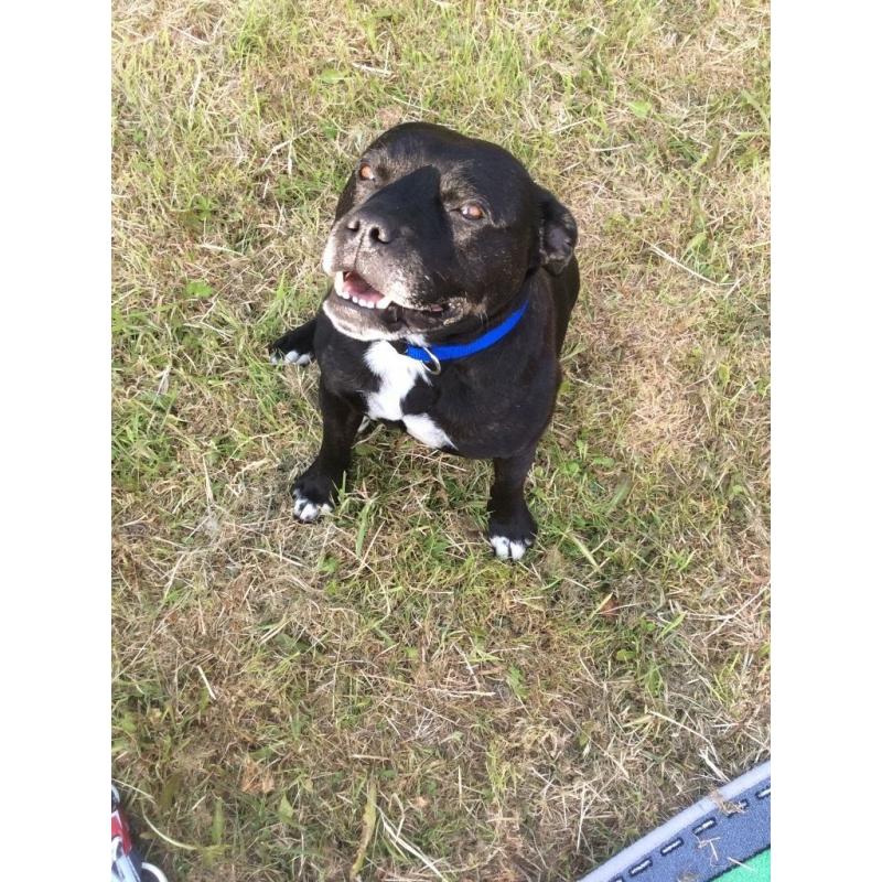 My 5 year old staffie Bruce needs a new home !!