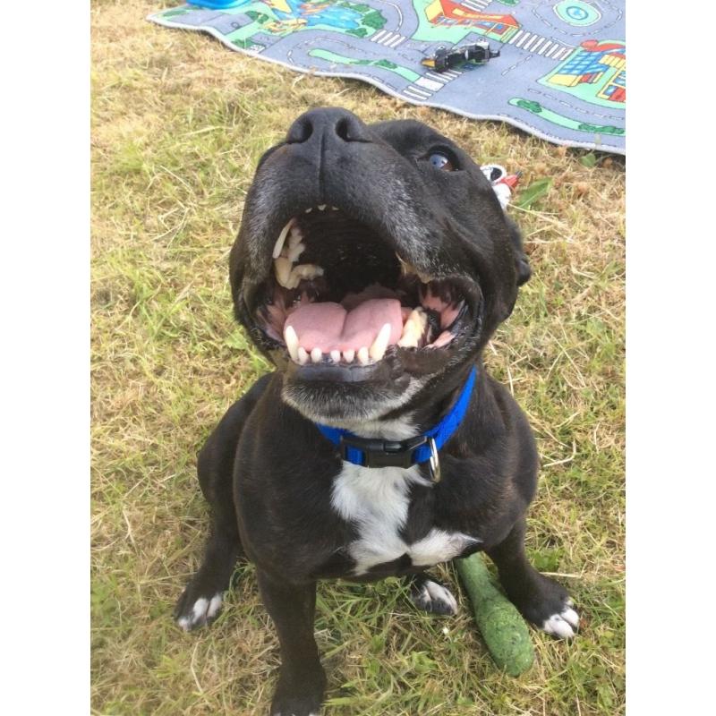 My 5 year old staffie Bruce needs a new home !!