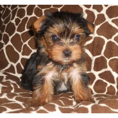 Miniature Yorkshire terrier