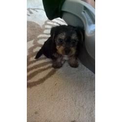 Miniature Yorkshire terrier