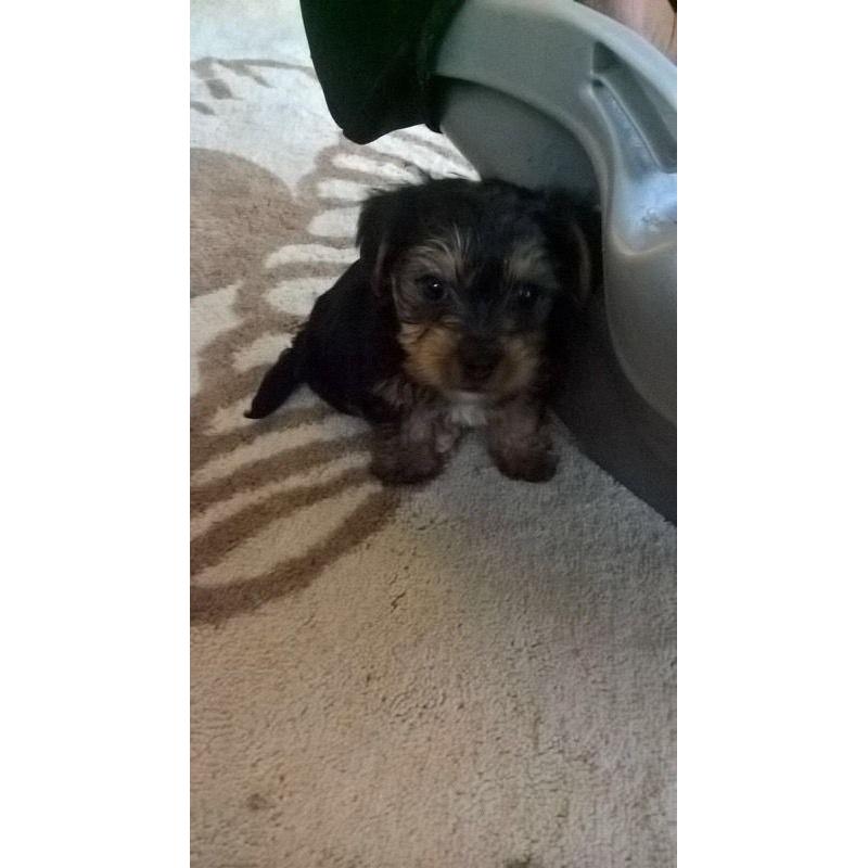 Miniature Yorkshire terrier