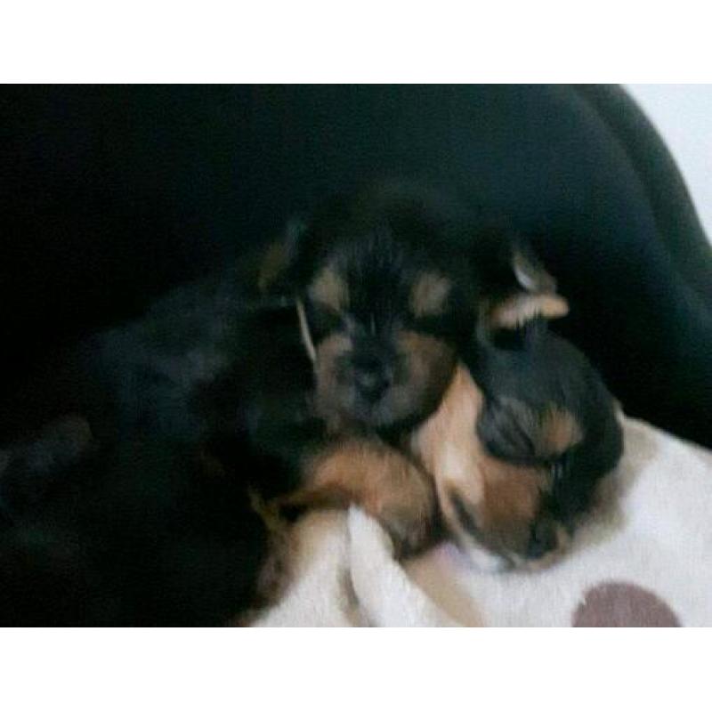 Adorable borkies