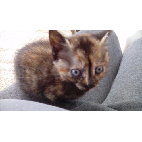 Two female kittens left looking for forever homes