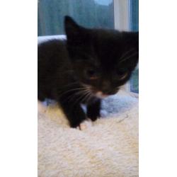Two female kittens left looking for forever homes