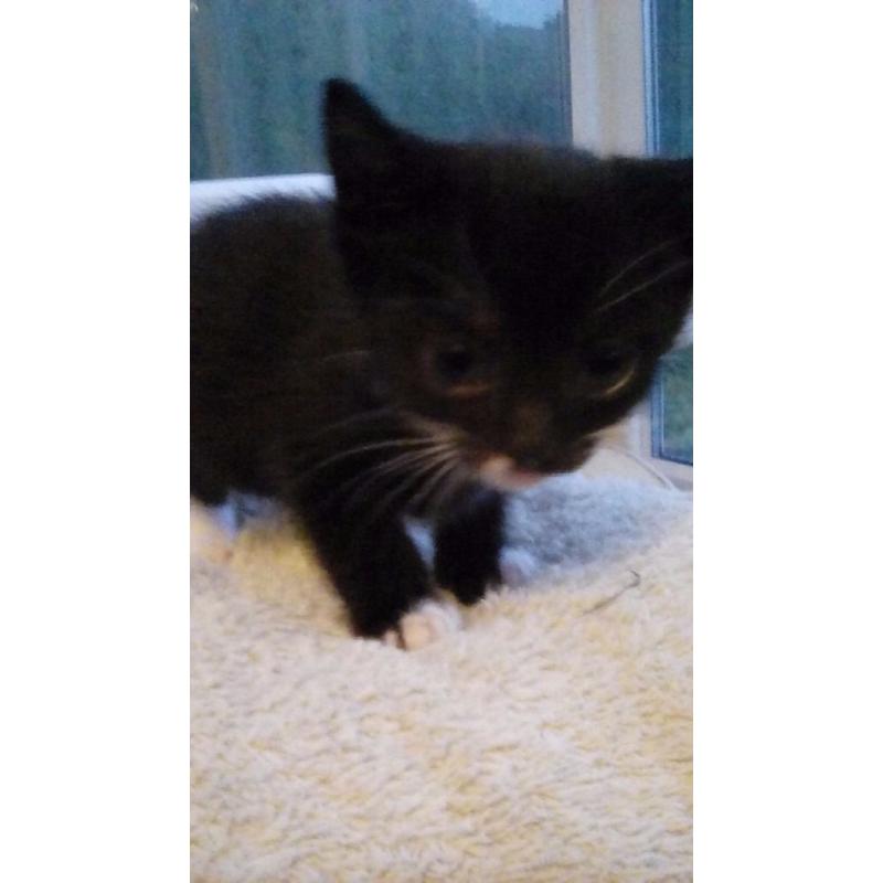Two female kittens left looking for forever homes