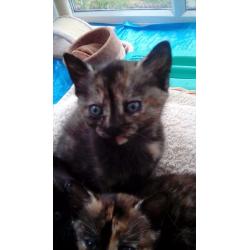 Two female kittens left looking for forever homes