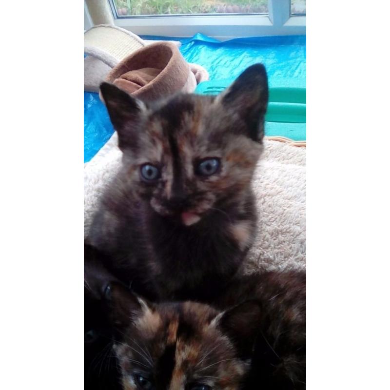 Two female kittens left looking for forever homes