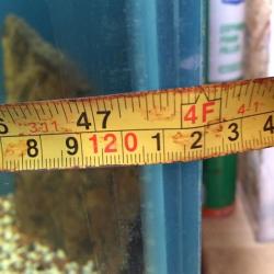 Fish tank