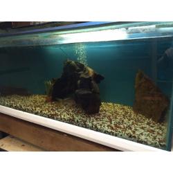 Fish tank
