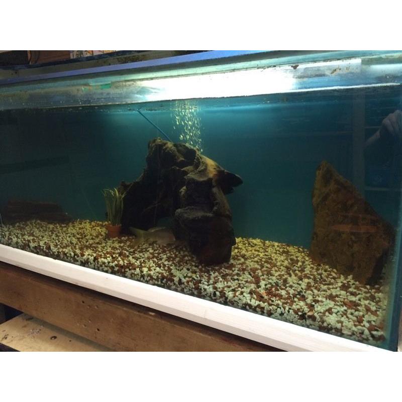 Fish tank
