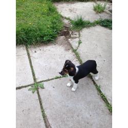 Puppy for sale
