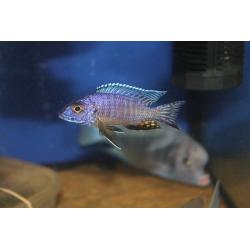 Wild and f1 tb Malawi fish