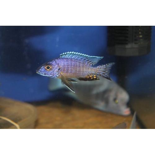 Wild and f1 tb Malawi fish