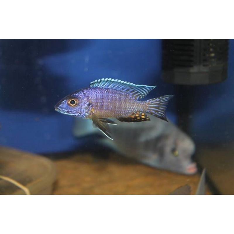 Wild and f1 tb Malawi fish