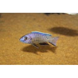 Wild and f1 tb Malawi fish