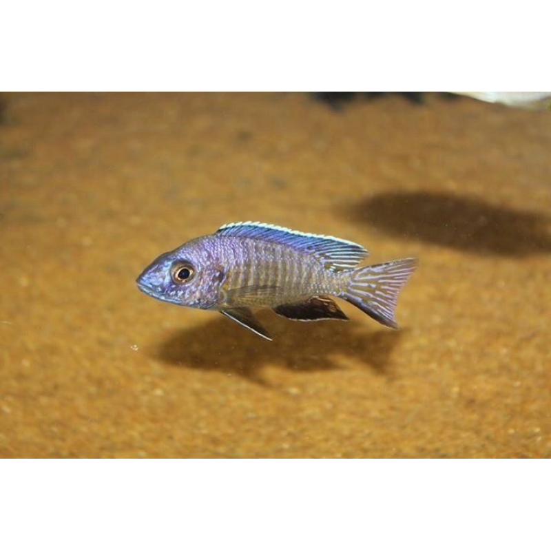 Wild and f1 tb Malawi fish