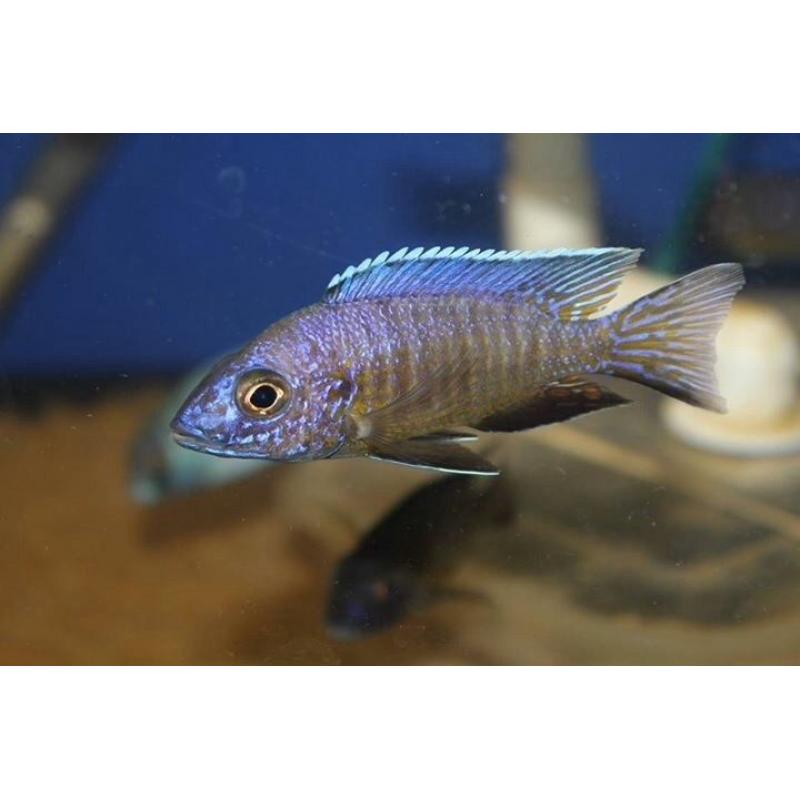 Wild and f1 tb Malawi fish