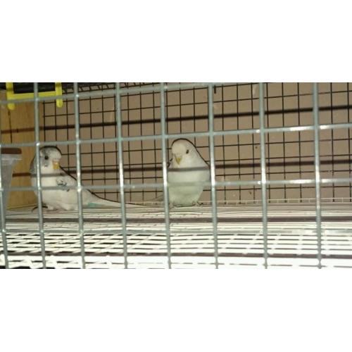 Budgies / birds / cage