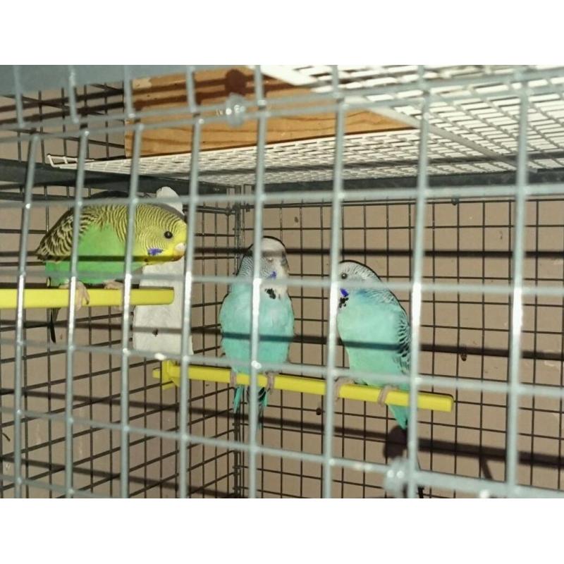 Budgies / birds / cage