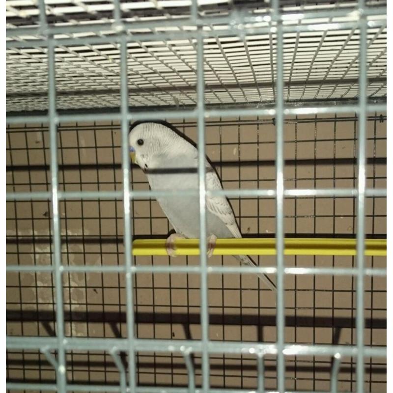 Budgies / birds / cage