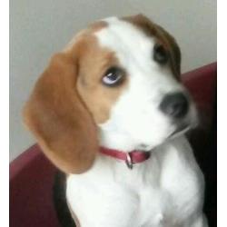 Male Beagle pup for sale