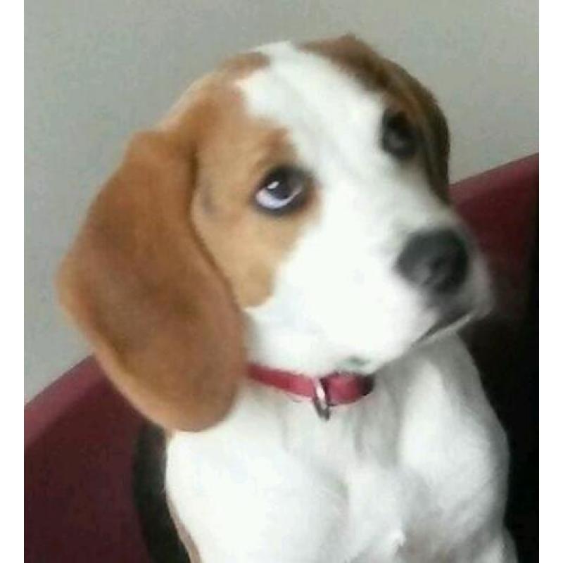 Male Beagle pup for sale