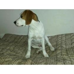 Male Beagle pup for sale