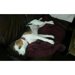 Male Beagle pup for sale