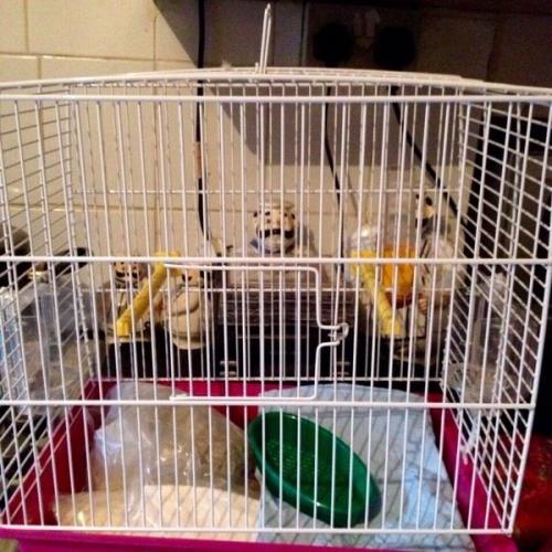 Birds cage