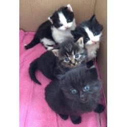 3 kittens for sale