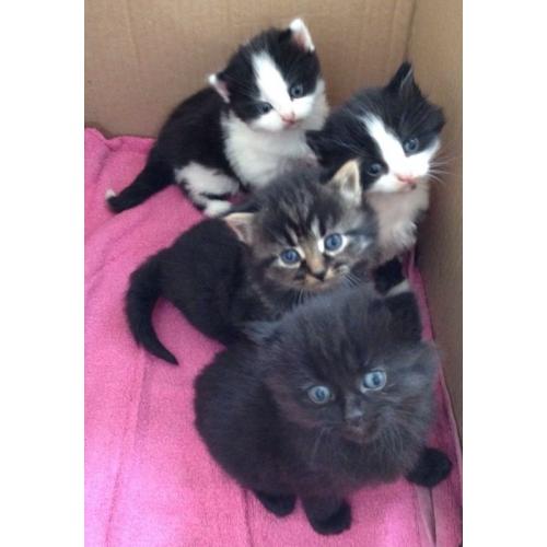 3 kittens for sale
