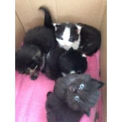3 kittens for sale