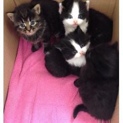 3 kittens for sale