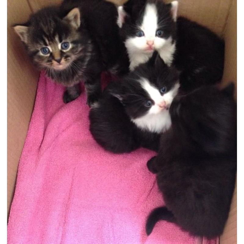 3 kittens for sale