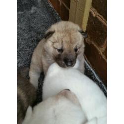 Akita puppy