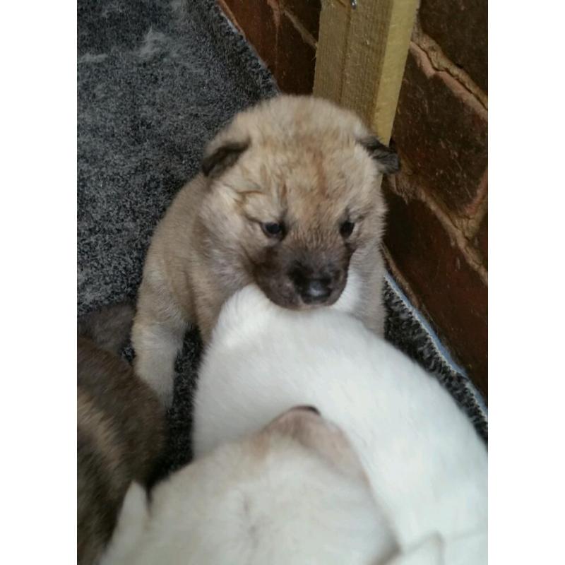 Akita puppy