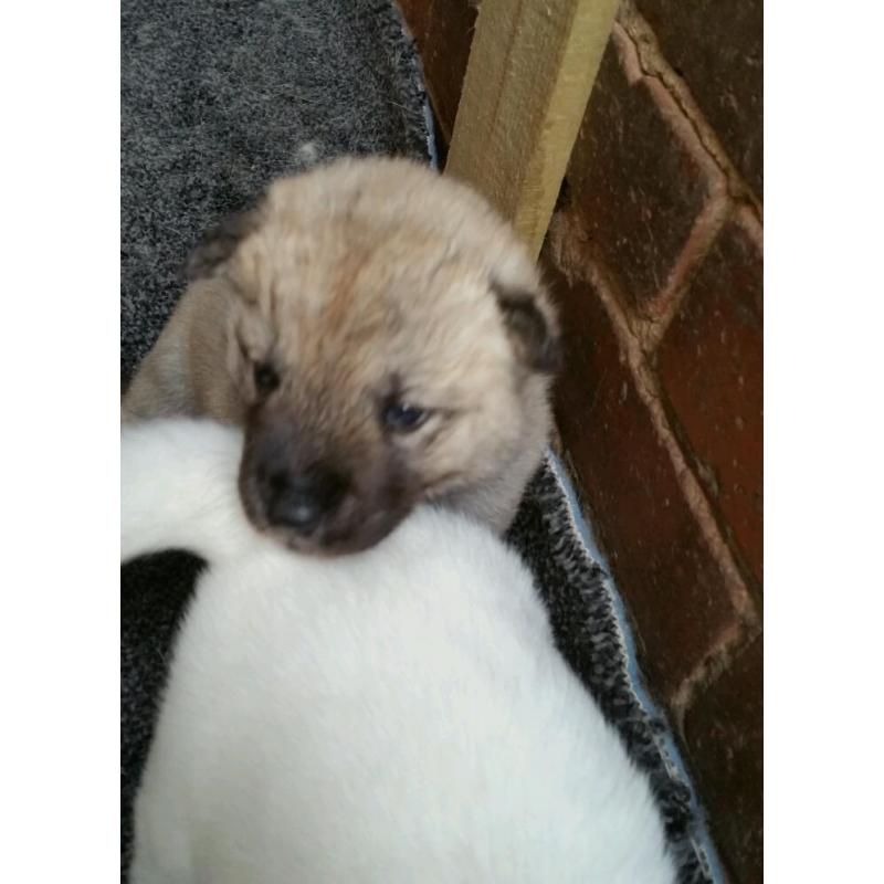 Akita puppy
