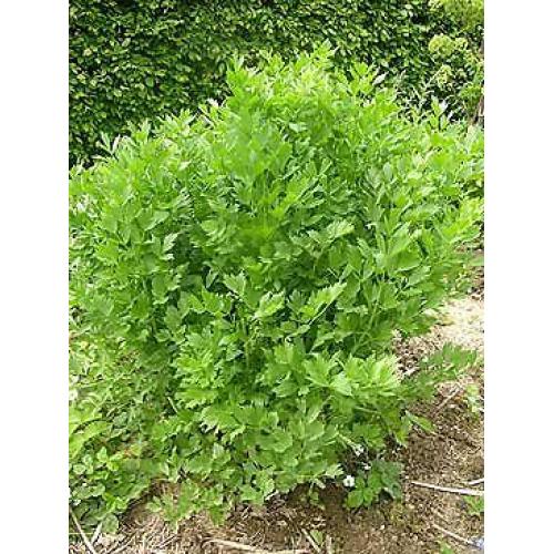 Excellent herb - lovage