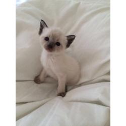 Siamese X for sale