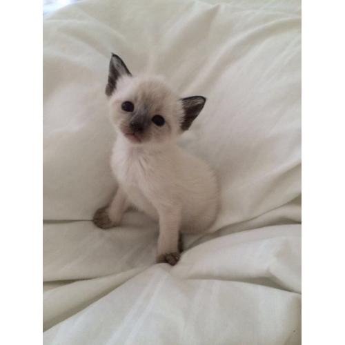 Siamese X for sale