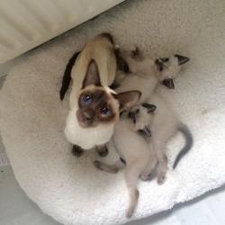 Siamese X for sale
