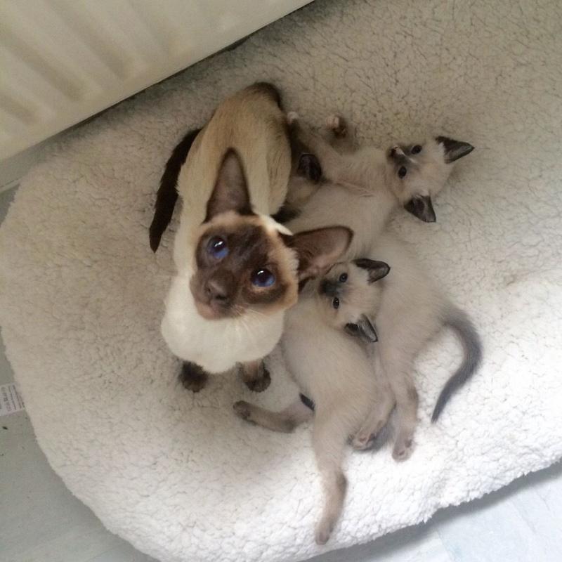 Siamese X for sale