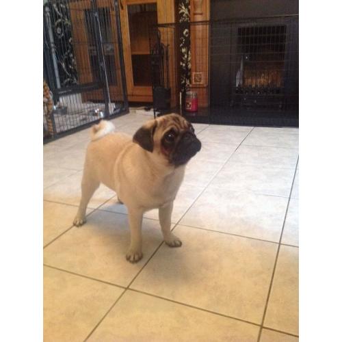 Pug puppy/ male