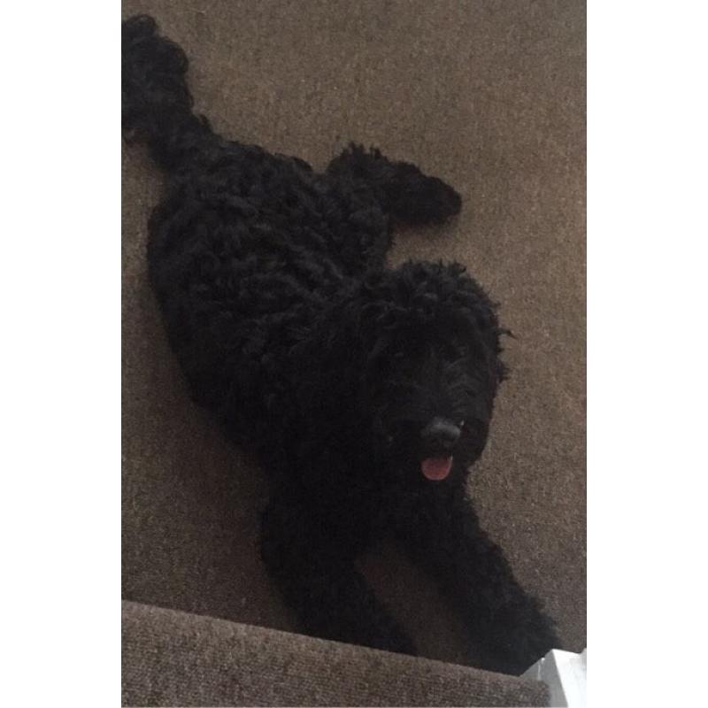Cockapoo