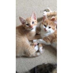 KITTENS LOOKING FOR A GOOD LOVING HOME