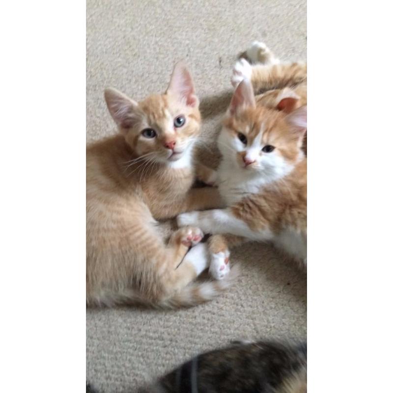 KITTENS LOOKING FOR A GOOD LOVING HOME