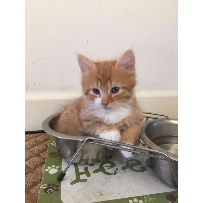 KITTENS LOOKING FOR A GOOD LOVING HOME