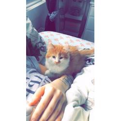 KITTENS LOOKING FOR A GOOD LOVING HOME