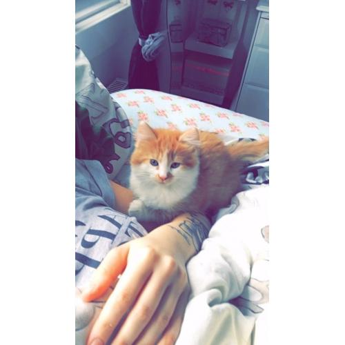 KITTENS LOOKING FOR A GOOD LOVING HOME