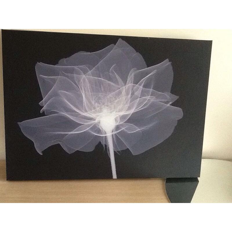Picture X-ray of a flower